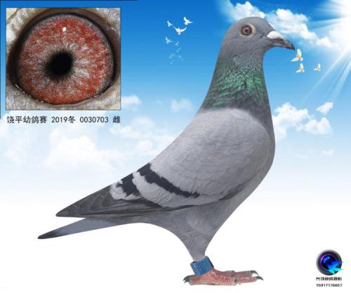 ���Ž���01��Ѫ�Ӵ�