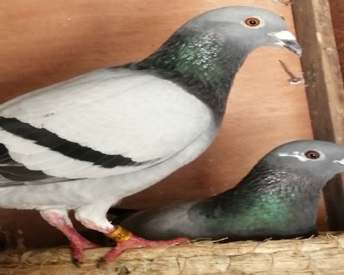 ���ݿ����ۣ�2019һ22һ2647146