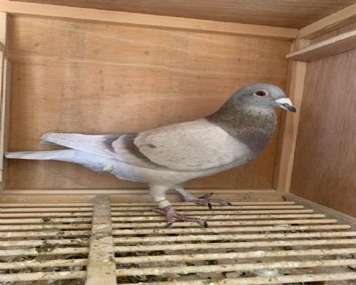 ��ɫ���Һ�