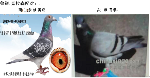 ³������ɭ