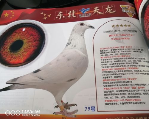 ��������ǿ���Ž��׻�Ѫ