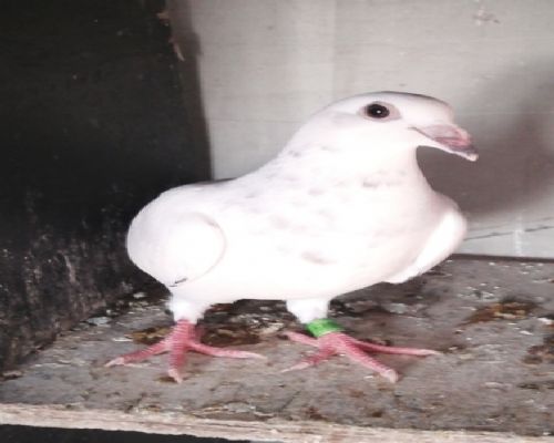 �����������׻�Ѫ