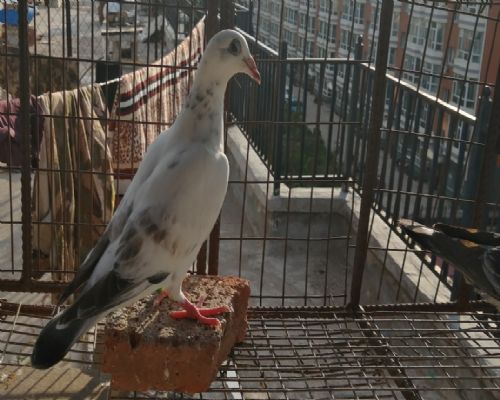 �����������׻�Ѫ