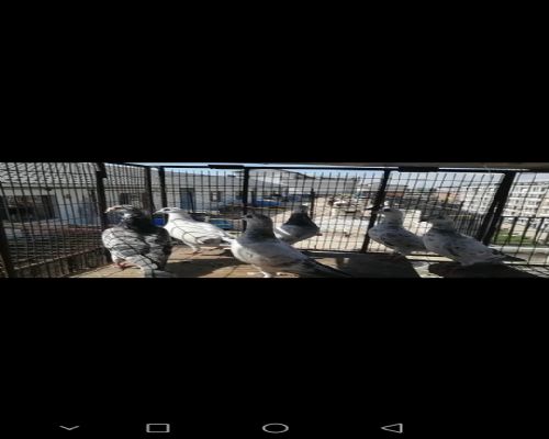 �����������׻�Ѫ