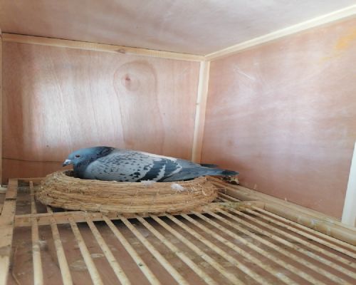 ������主ϣ