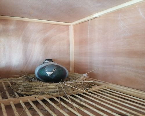 ����Բ����