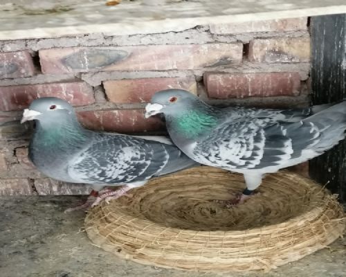 ����֮��