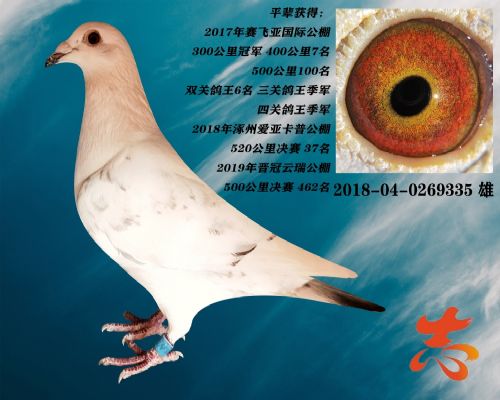 �����ھ�ƽ��