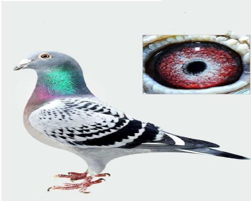 ����Ů��