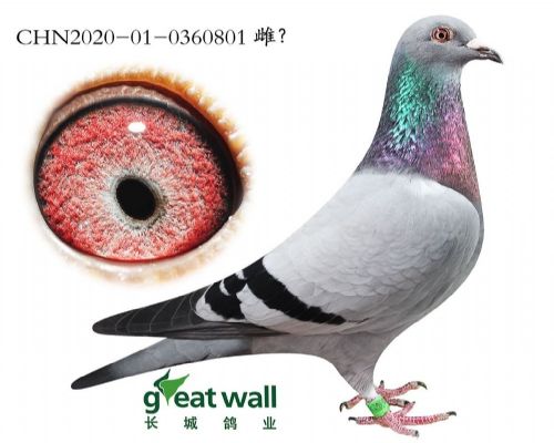 ³������ɭ