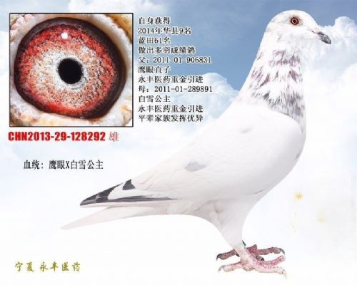 ��ѩ����