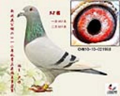 �����ز���*ĸ��ղɭС���