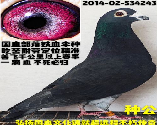 ��Ѫ����