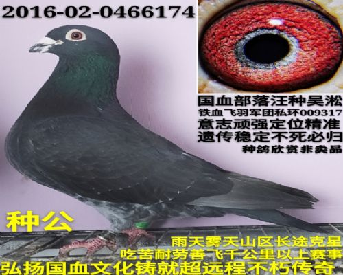 ��Ѫ����