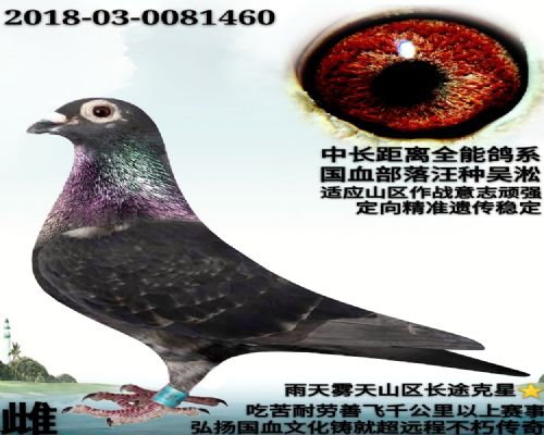 ��Ѫ����