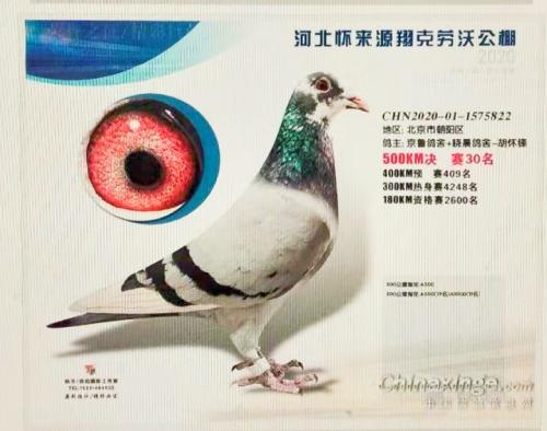 �ӱ����������־�����ʮ��