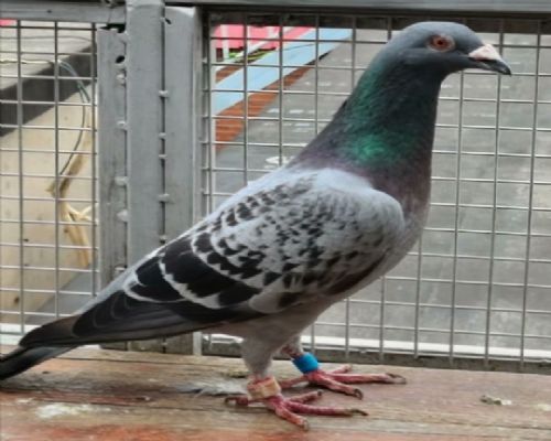 �ز����ָ�