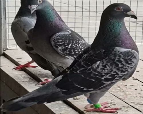 �ز����ָ�