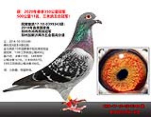 ���ظ����ھ�