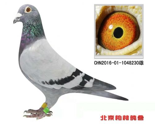 ���˹���