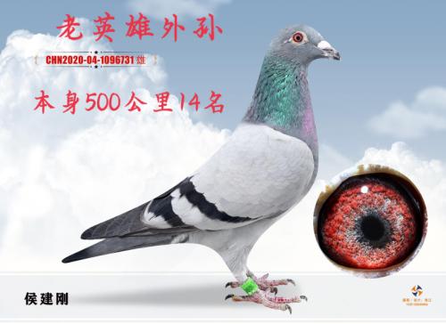 ��Ӣ������