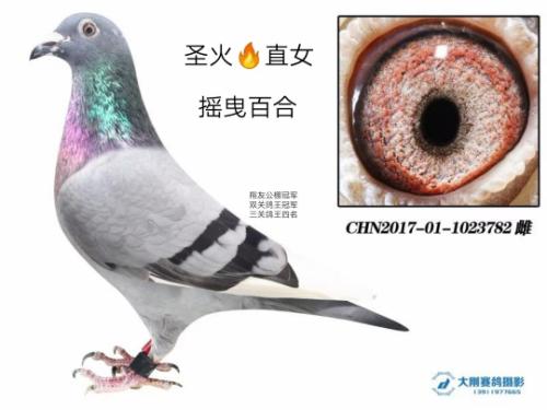 ����ֱ��