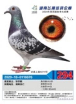 2020����Ϸ��蹫�����294