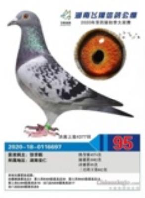 2020����Ϸ��蹫�����95��