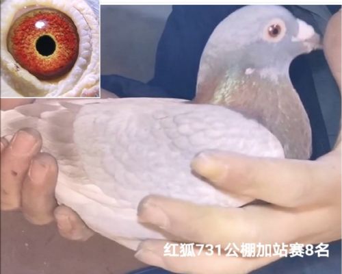 ղɭ���731��