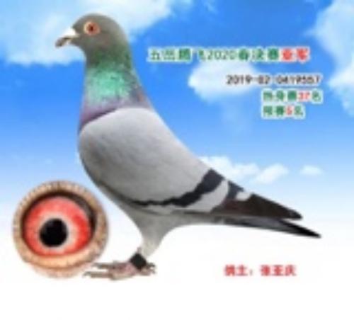 �����ڷɹ�������Ǿ��������ھ���