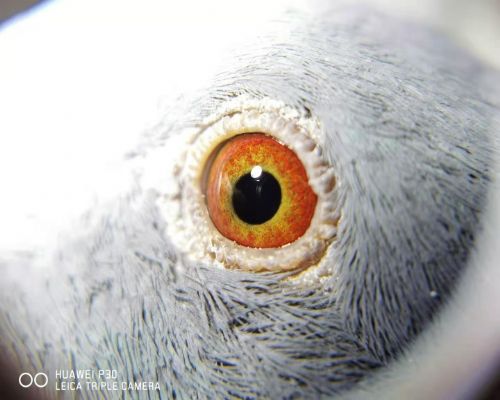 �ھ�ֱŮ��Խ���������ɳĮ����911