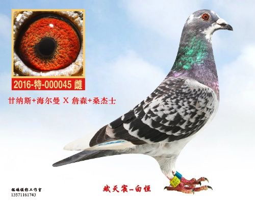 ������/����˹/ղɭ/ɣ��ʿ  ����113