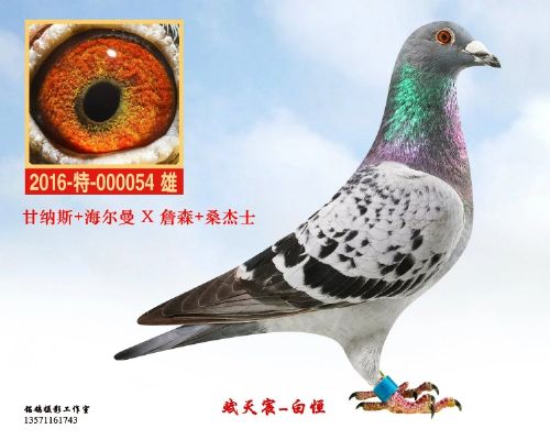 ������/����˹/ղɭ/ɣ��ʿ  ����91