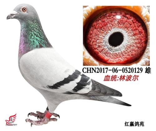 �ֲ���ֱ��