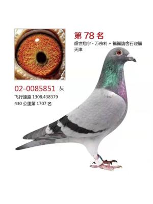 ����*����