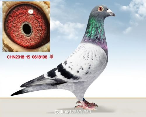 ����˫��ֱ��