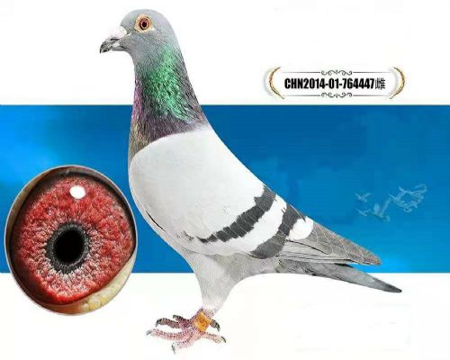 �Ǳ������ֱ��