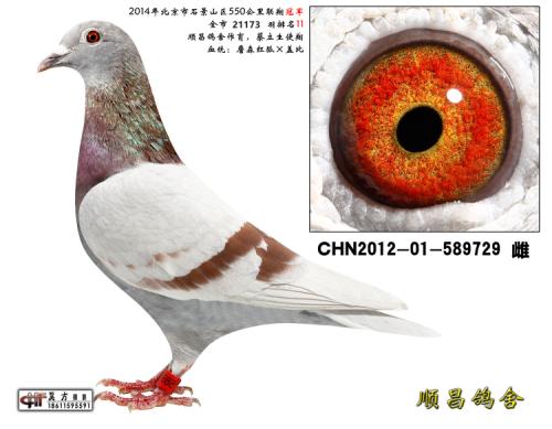 550�ھ�,����11��
