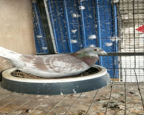 ������عھ�