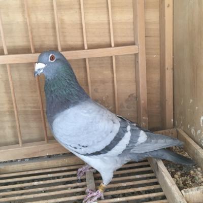 ���ط���