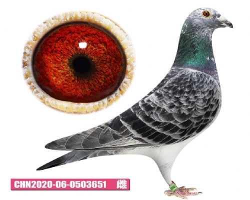 ��˹�١������߶�����������Ӱ��ʿֱ��