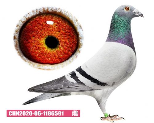 ��˹�١������߶�������С��