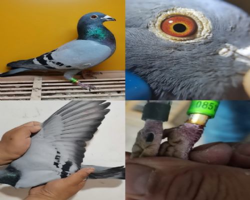 δ����