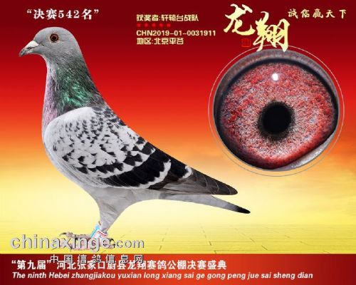 ·��ʮ������ɣ��ʿֱŮ2019