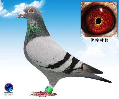 �����ٶ���