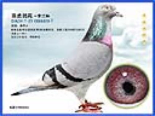 ɣ��ʿ   ��һ��ĸ