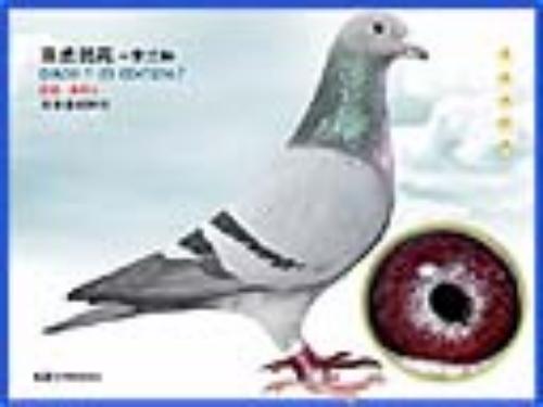 ����  ɣ��ʿ