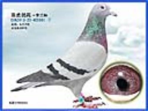 �϶�������