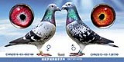 �����ָ�