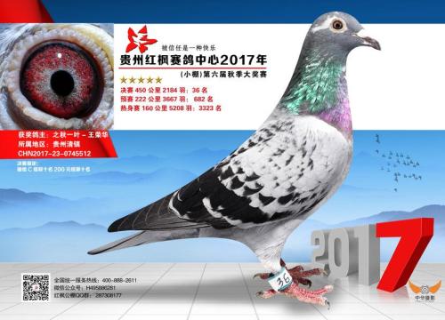 ���ݺ��ɼ���36��